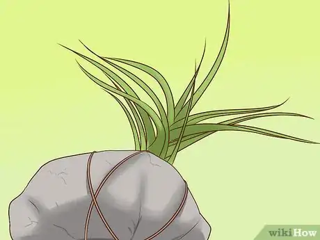 Image titled Care for Air Plants Step 11