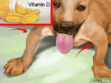 Image titled Diagnose Bone Diseases in Growing Dogs Step 13