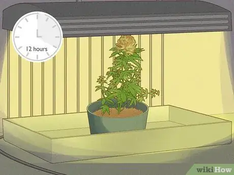 Image titled Grow Royal Gorilla Step 17