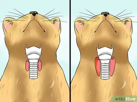 Image titled Diagnose High Thyroid Levels in a Cat Step 13