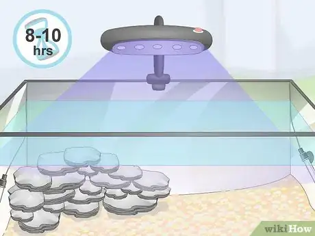 Image titled Care for Mbuna Cichlids Step 6