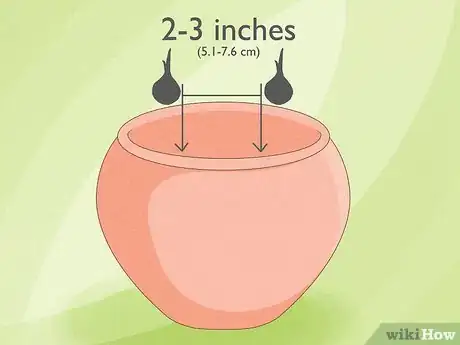 Image titled Plant Freesia Bulbs in Containers Step 3