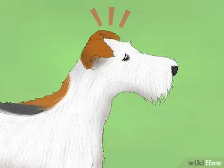 Image titled Identify a Wire Fox Terrier Step 11