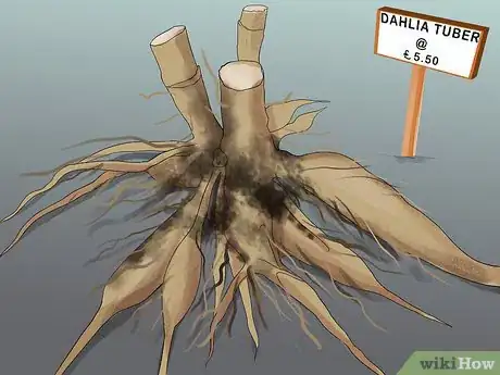 Image titled Grow Dahlias Step 2