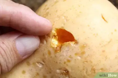Image titled Cure Winter Squash Step 10