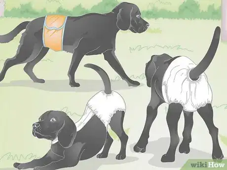 Image titled Buy Dog Diapers Step 6