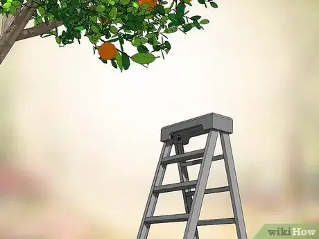 Image titled Harvest Oranges Step 9