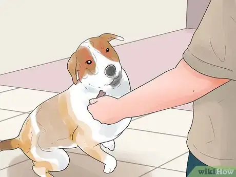 Image titled Socialize Your Dog Step 12