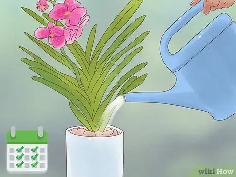 Image titled Grow Vanda Orchids Step 12