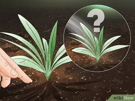 Image titled Grow Echium Step 15