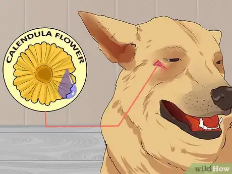 Image titled Holistically Care for a Dog Step 10