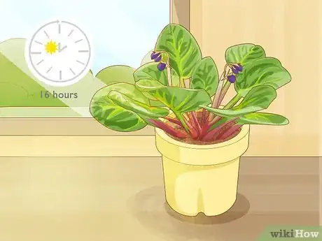 Image titled Get African Violets to Bloom Step 1
