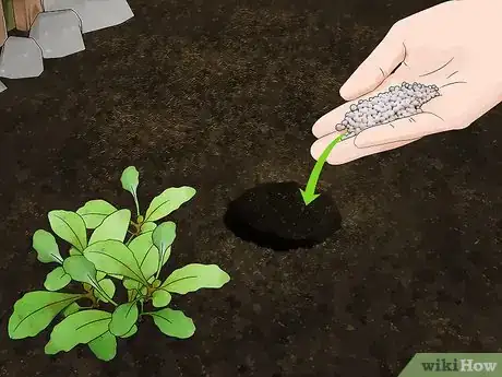 Image titled Grow African Daisy (Arctotis) Step 14