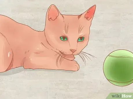 Image titled Photograph Cats Step 2