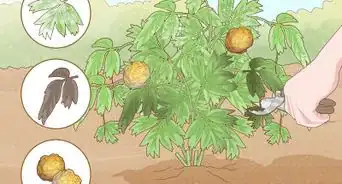 Grow and Care for Peonies