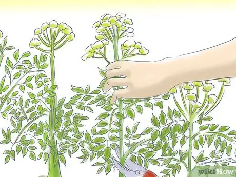 Image titled Grow Angelica Step 6