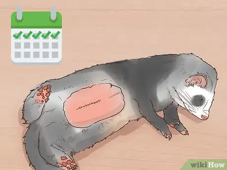 Image titled Get Your Ferret Spayed or Neutered Step 11
