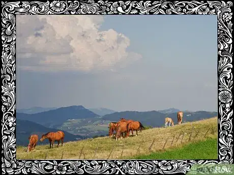 Image titled Be a Horse Lover Step 8