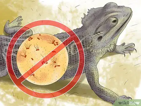 Image titled Prevent Infections in Parakeets Step 15