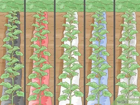 Image titled What Mulch Is Good for a Vegetable Garden Step 6