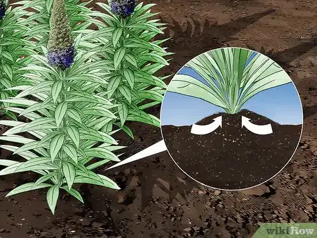 Image titled Grow Echium Step 16