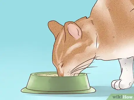 Image titled Treat Epilepsy in Cats Step 5