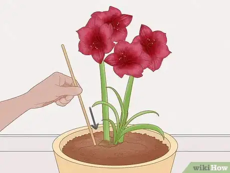 Image titled Keep an Amaryllis Upright Step 2