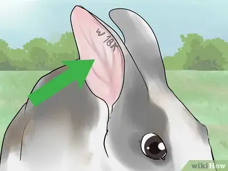 Image titled Select a Show Rabbit Step 15
