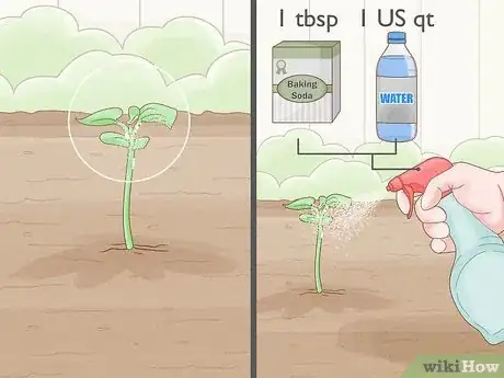 Image titled Grow Licorice Root Step 13