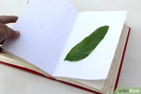 Image titled Press Leaves Step 9