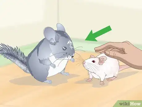 Image titled Keep Pet Rats Safe Around Other Pets Step 5