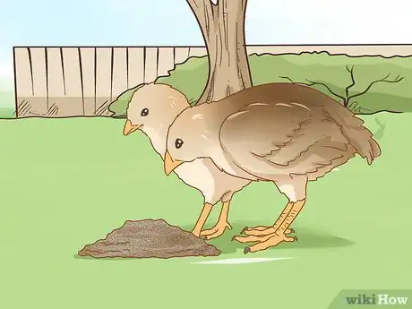 Image titled Breed Silver Quail Step 12