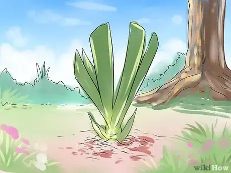 Image titled Get Irises to Bloom Step 6