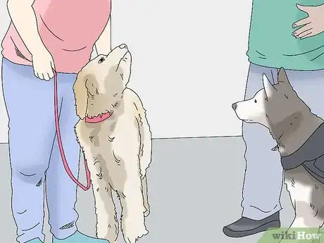 Image titled Get a PTSD Service Dog Step 12