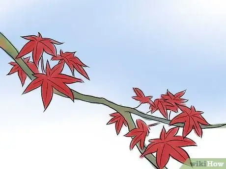 Image titled Grow a Japanese Maple Step 2