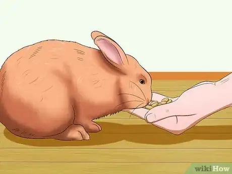 Image titled Deliver Eye Medication to Rabbits Step 9