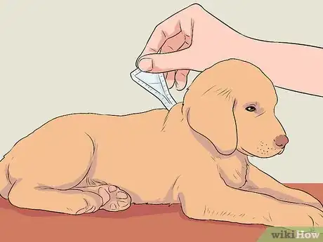 Image titled Look After Your First Puppy Step 10