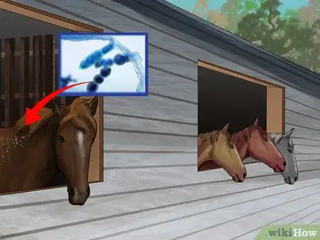 Image titled Treat Skin Disorders in Horses Step 7