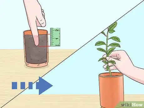 Image titled Grow Kumquat Step 9