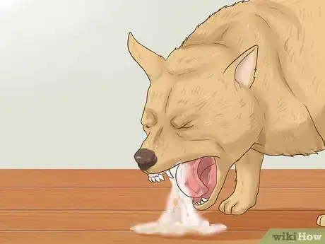 Image titled Choose Between Oral and Topical Flea Preventatives Step 12