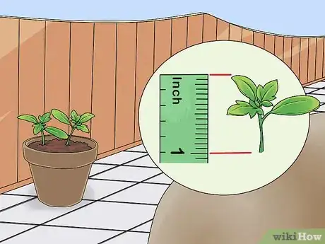 Image titled Grow Delphinium Step 7