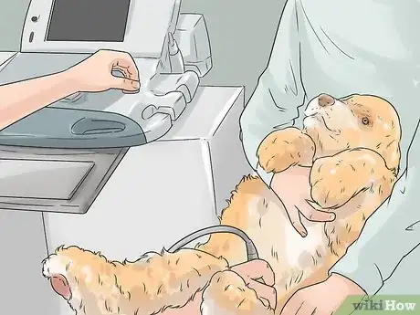 Image titled Breed Scottish Cocker Spaniels Step 9