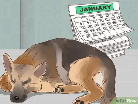 Image titled Diagnose Metabolic Disease in Older Dogs Step 5