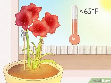 Image titled Keep an Amaryllis Upright Step 5