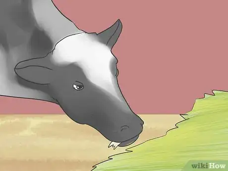 Image titled Show Heifers Step 9