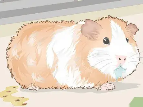 Image titled Change a Guinea Pig's Diet Step 15