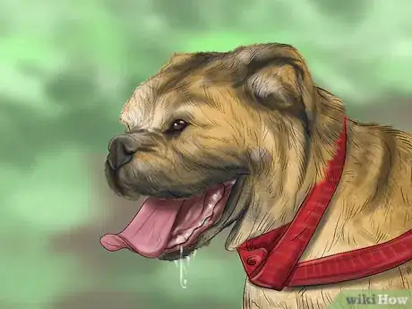 Image titled Diagnose Heart Conditions in Boxers Step 2