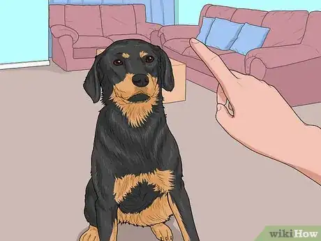 Image titled Identify a Smaland Hound Step 14