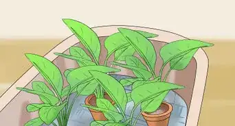 Water Plants While You're Away