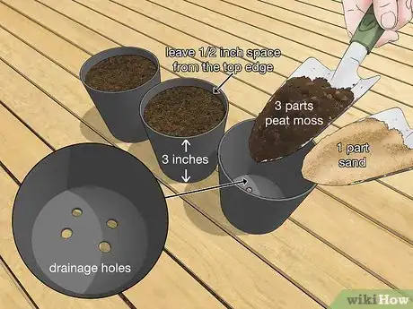 Image titled Plant an Areca Palm Step 2